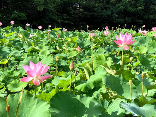 『小暑』(しょうしょ)次候、蓮始めて開く(はすはじめてひらく)