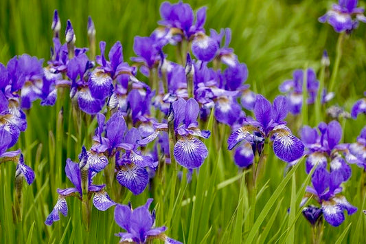 『夏至』(げし) 次候、菖蒲華(あやめはなさく)