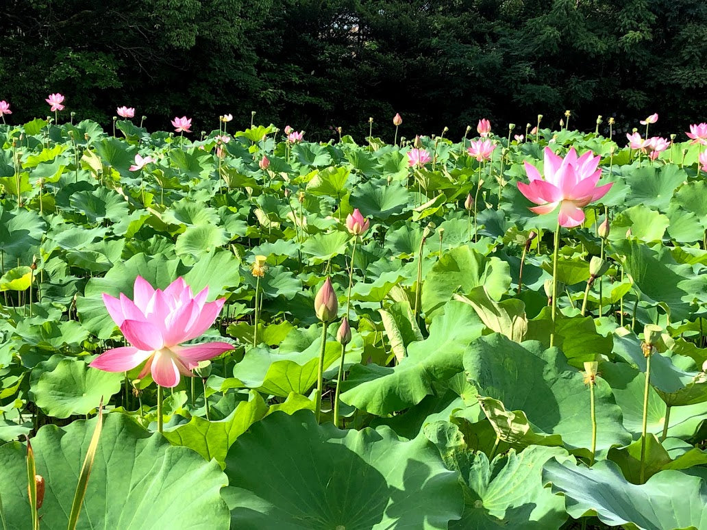 『小暑』(しょうしょ)次候、蓮始めて開く(はすはじめてひらく)
