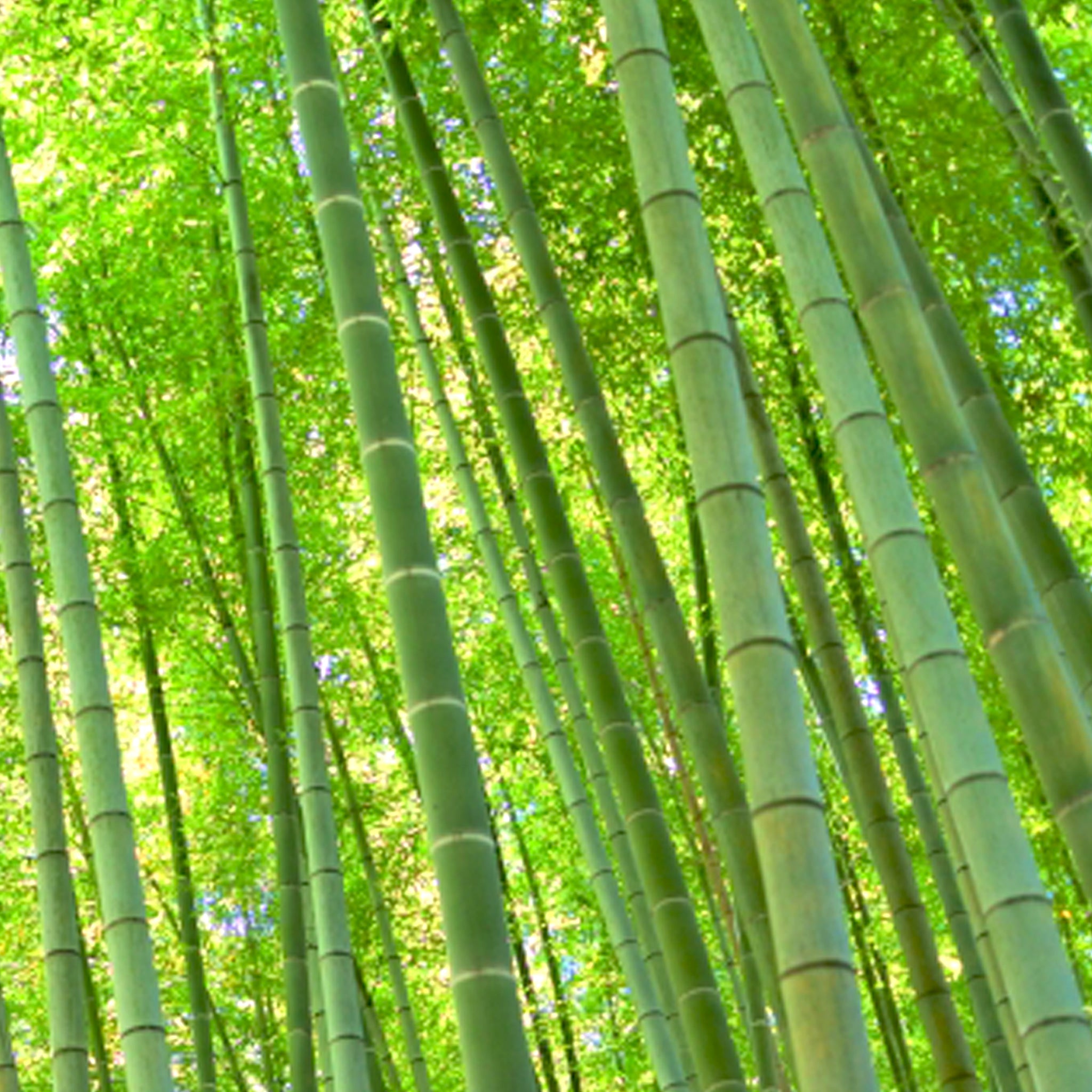 のレン 竹タオル / レーヨン（竹繊維）70% 綿 30% 約24cm×24cm タオル